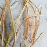 Image result for Ctenium newtonii