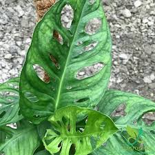 Image result for Pteronia acuminata