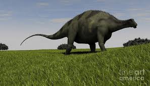 Image result for Brachystephanus