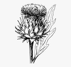 Artichoke Vegetable Thistle Artichoke Plant Artichoke Flower Drawing Hd Png Download Transparent Png Image Pngitem Hand drawn botanical vector illustration. artichoke flower drawing hd png
