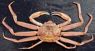 snow crab chefs resources