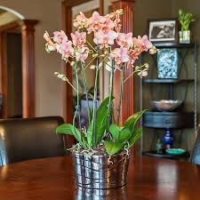 How to plant and grow an orchid. How Many Orchids Is Too Many For One Planter
