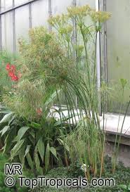 Image result for Cyperus dives