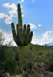 Looks like one of the standard barrel cactus species. 141 Sahuaro Cactus Photos Free Royalty Free Stock Photos From Dreamstime