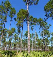 What season does a pine tree grow best in? How Fast Do Pine Trees Grow Gardenerdy