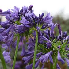 Image result for Agapanthus praecox