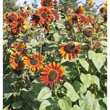 Kami selalu menjaga kualitas kesegaran bunga. Benih Bibit Bunga Matahari Merah Valvet Queen Haira Seed Shopee Indonesia