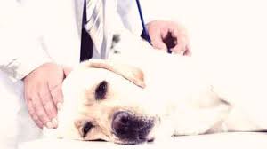 Last part of the digestive tract. 7 Risk Factors For Congestive Heart Failure In Dogs Petcarerx