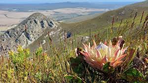 Image result for Protea cynaroides