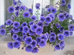 Image result for foto petúnie