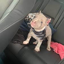 One of the best black panther pitbull on earth. Pitbull Puppies For Sale Pitbull Puppies Pit Bull Puppies For Sale