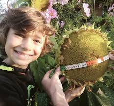 GRASAUSLÄUTEN VOR 50 JAHREN