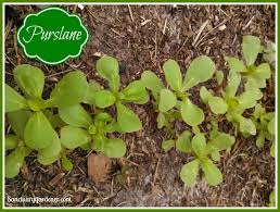 Water whenever the soil feels dry to the touch, but don't overdo it. Sanctuary Spotlight How To Grow Purslane Sanctuary Gardener