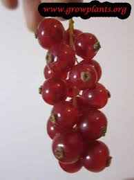 This growing corner will teach you how to grow currants & gooseberries. Red Currant Plant How To Grow Care