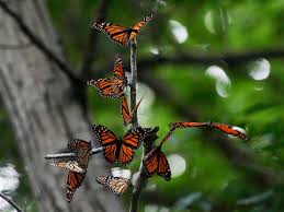 POLITICOs California Playbook | Near Record Low Monarch Butterfly Count |  Wild & Scenic Film Festival - capradio.org