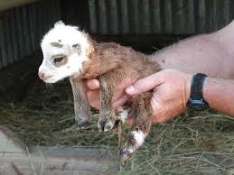 Pretty Colored Soay Lamb Maybe Get A Little Soay Ram For Ewe Lamb Breeding Hmm Sheep Breeds