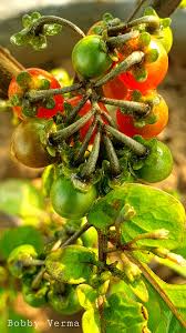 Image result for Lycium villosum