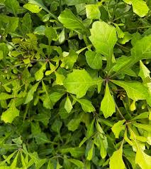 Image result for Cussonia spicata