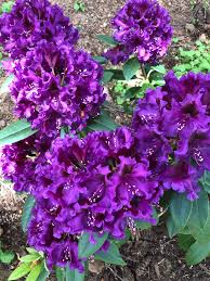 Rhododendron Purple Splendour Perennials Rhododendron Shrubs