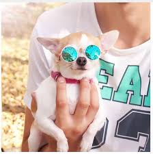 Create Meme Glasses Little Cats Eyewear For Small Dogs Cat Glasses And Gloves Pictures Meme Arsenal Com