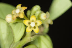 Image result for Marsdenia sylvestris