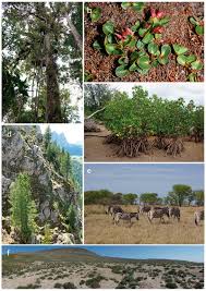 Image result for Thomandersiaceae