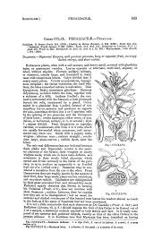 Image result for Otiophora pauciflora