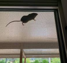 Emma nalder one mouse bait captures multiple mice in coonamble. Mudgee Experiences Its Worst Mouse Plague In Over A Decade Goulburn Post Goulburn Nsw
