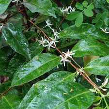 Image result for Coffea salvatrix