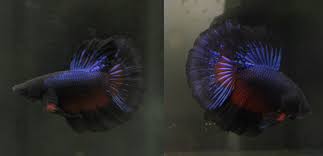 I've kept plenty of other bettas before (each who have lived for more than 4 years), and never had a problem aside from minor fin rot and ick. Finally Bit The Bullet And Got A Betta Delta Bettafish