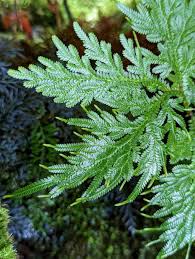 Image result for Selaginella chevalieri