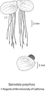 Image result for Spirodela