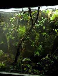Pics My New Constructed Vivarium Page 13 Dendroboard Vivarium Frog Terrarium Dart Frog Vivarium