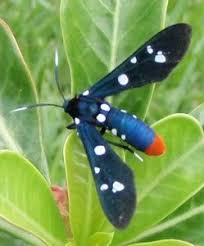 Black And White Spotted Moth Uk Polka Dot Wasp Moth I Ve Never Seen A Moth Or Butterfly Like This I Guess These Photos Are For Conoisseurs Moth Cool Insects Bugs And Insects