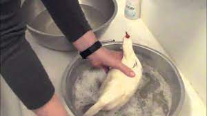 How To Give A Chicken A Bath Hencam