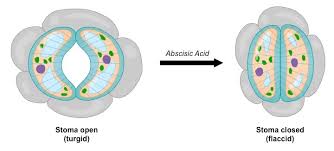 Guard cells contain chlorophyll and so, carry out photosynthesis. Evaporation Bioninja