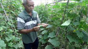Cara menanam timun anti gagal. Panduan Cara Menanam Mentimun Sukses Budidaya Mentimun Youtube