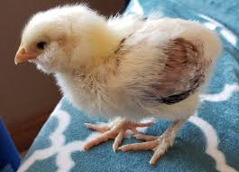It is a very difficult coloring to maintain in a flock. All About The Faverolles Chicken Backyard Poultry