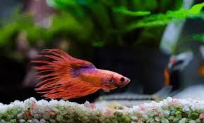 Using a fish net, remove your betta from its current container to the container filled with fresh water. The 7 Best Betta Water Conditioners Fishkeeping Today