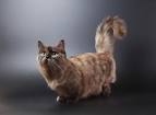 Munchkin & Midget Cat Breed Facts | petMD | PetMD