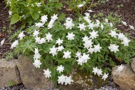 Image result for Anemone transvaalensis