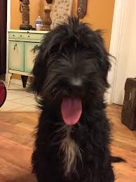 Miniature labradoodle information and pictures. Grown Labradoodles From Our Lines Oodle