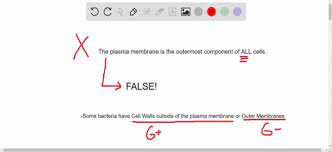 Check spelling or type a new query. Solved True Or False Animal Cells Do Not Have Wa