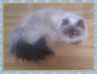 Adorable Blue Point Himalayan Kitten - Female Himalayan ...