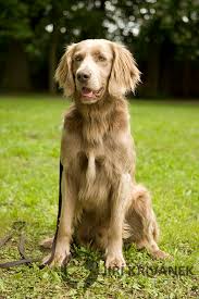 Image result for výmarský dlouhosrstý ohař