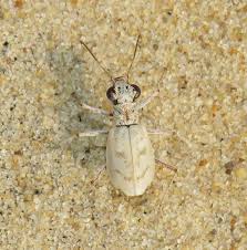 Image result for Lepidagathis eriocephala