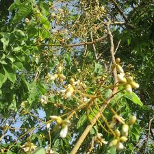 Image result for Xeroderris