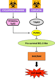 Image result for Vitro 2002 Puma