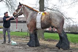Among all belgian draft horses, petra is the strongest. Belgian Draft Horse Brabant Drafthorse Trekpaard Net
