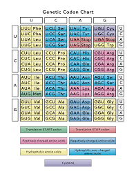 genetic code chart pdf